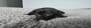 Chihuahua 4