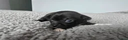 Chihuahua dogs for sale: Gorgeous Chihuahua puppies in Plymouth - Advert 6