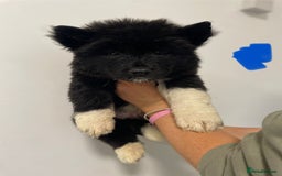 Akita dogs for sale: akita puppies  - Image 9
