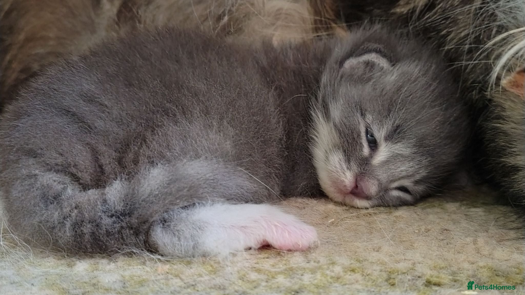 Norwegian Forest Cat cats Beautiful pedigree Norwegian Forest kittens  - Advert 9