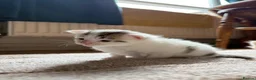 Mixed Breed cats for sale: Kitten for sale in Knighton - Advert 4