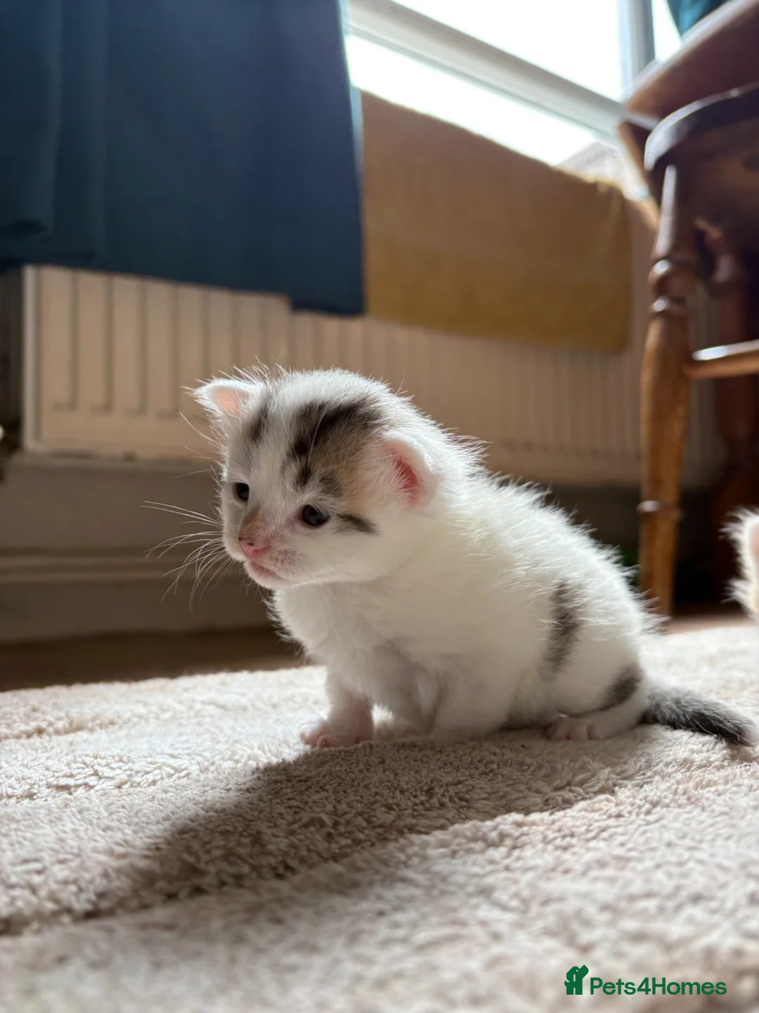 Mixed Breed cats for sale: Kitten for sale in Knighton - Advert 4