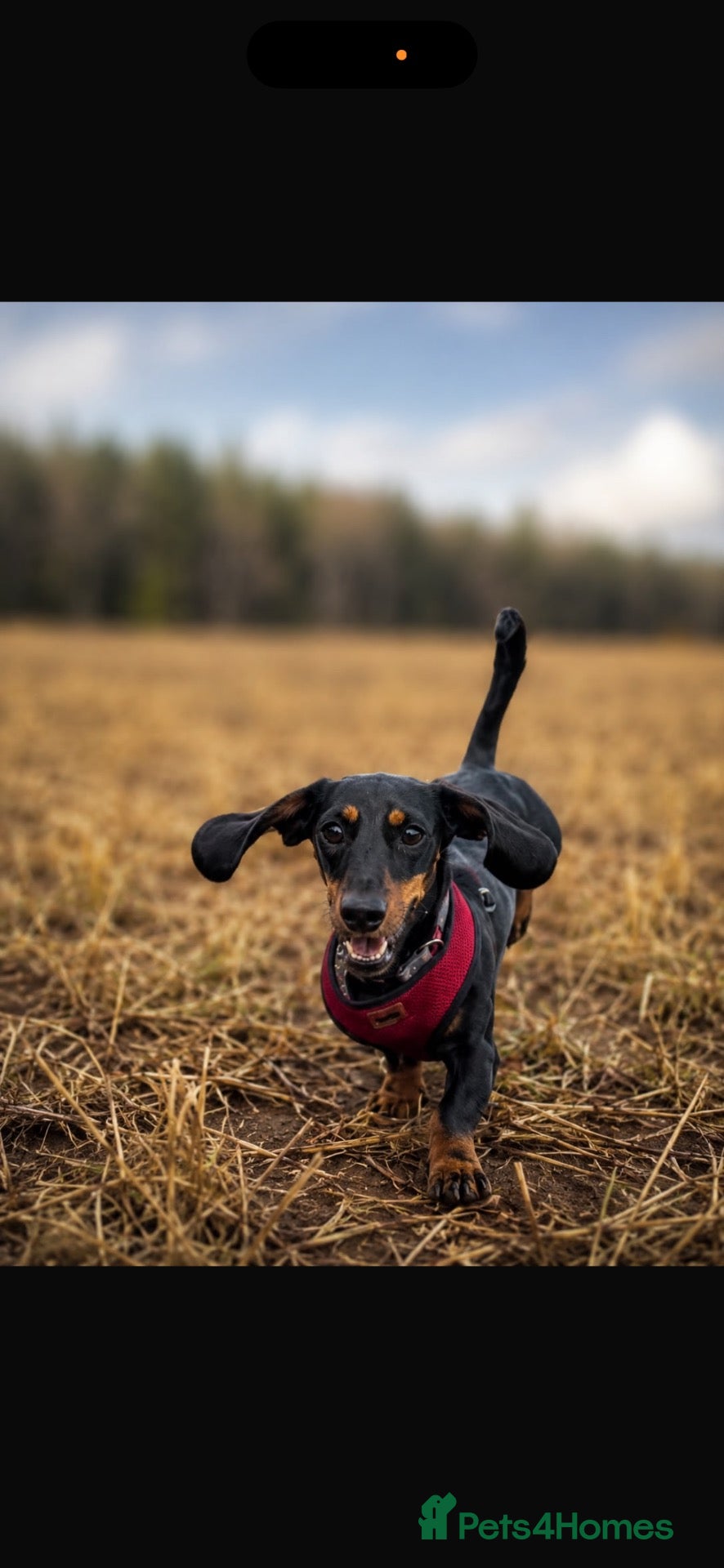 Dachshund dogs Beautiful dachshund puppies  - Advert 2