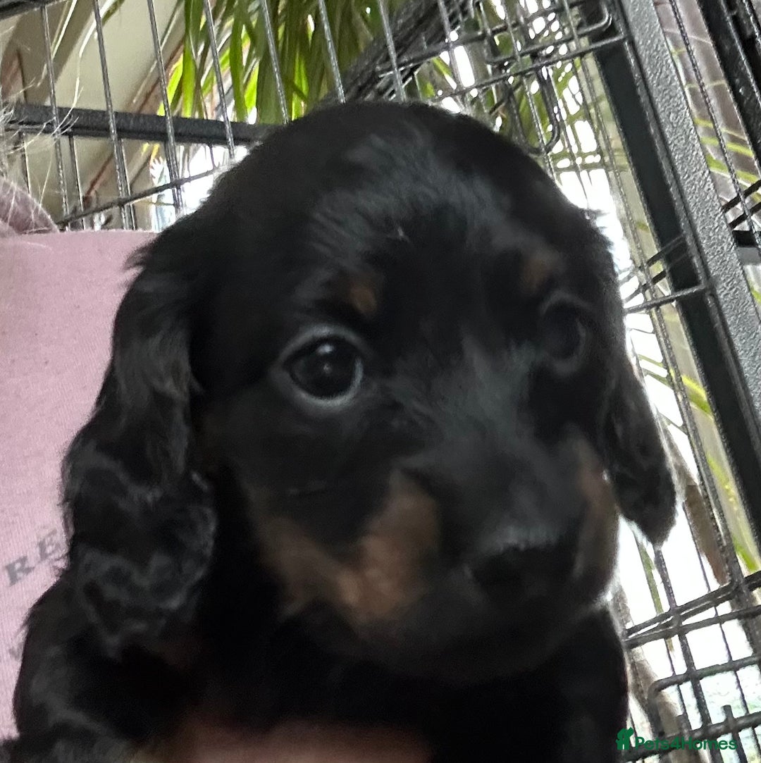 Miniature Dachshund dogs for sale: Miniature Long Haired Dachshund  - Advert 4