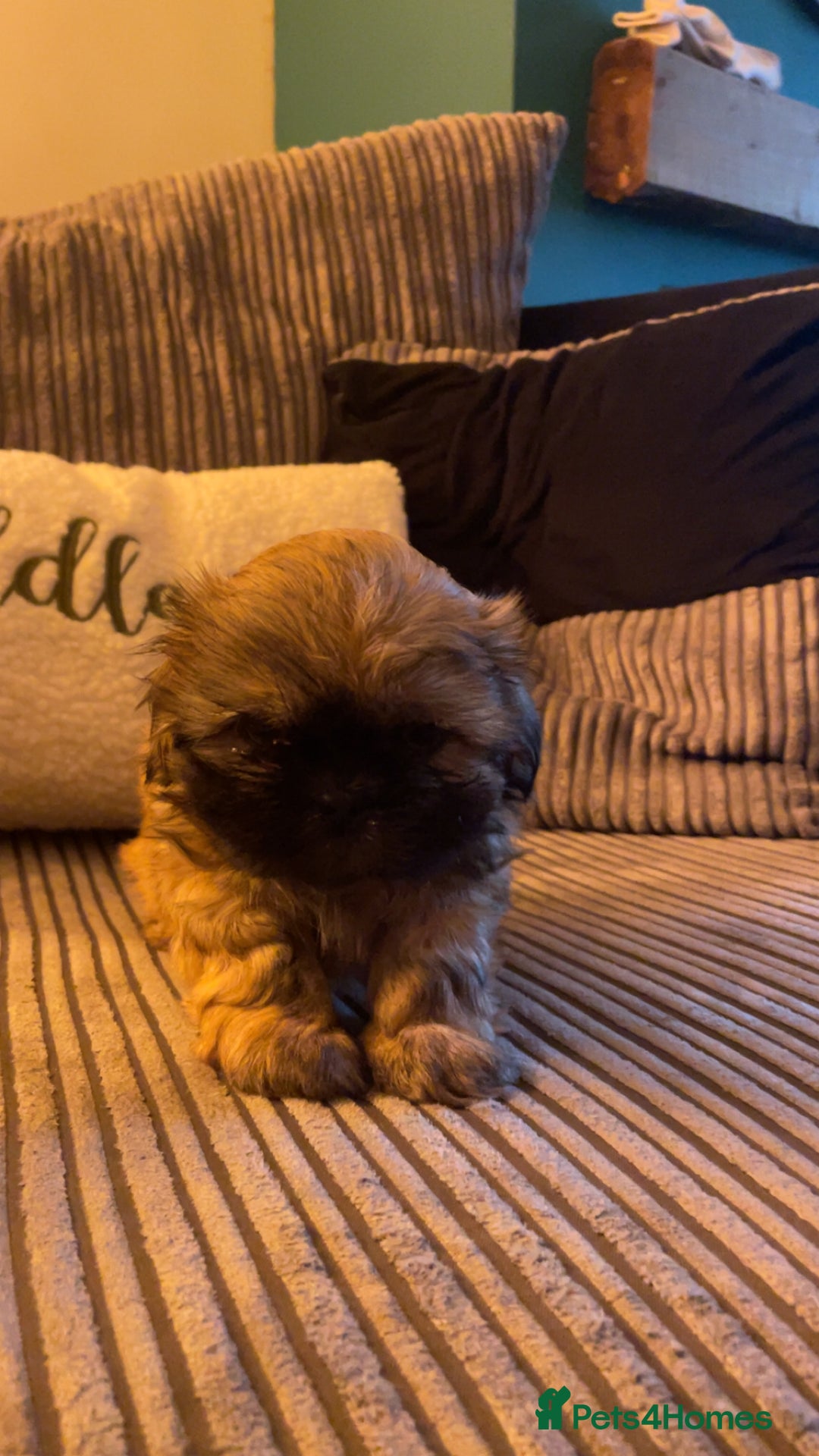Shih Tzu dogs for sale: 6 week old Shih tzu puppies  - Advert 7
