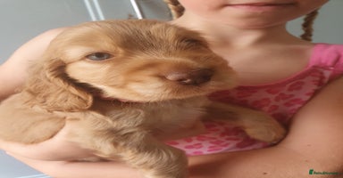 Cocker Spaniel dogs - Advert 5