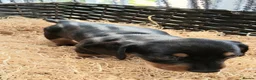 Miniature Dachshund dogs for sale: KC REG. PRA CLEAR - Advert 6