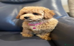 Maltipoo dogs for sale: Stuning Maltipoo Puppies Ready To Go - Image 21