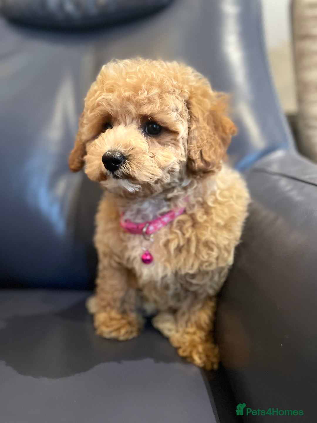 Maltipoo dogs for sale: Stuning Maltipoo Puppies Ready To Go - Image 21