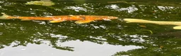 Koi Carp fish for sale: 6 Koi Carp plus 1 Tench - Advert 7