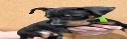 Miniature Pinscher dogs for sale:  Beautiful Purebred Miniature Pinscher Puppies  in Wakefield - Advert 27