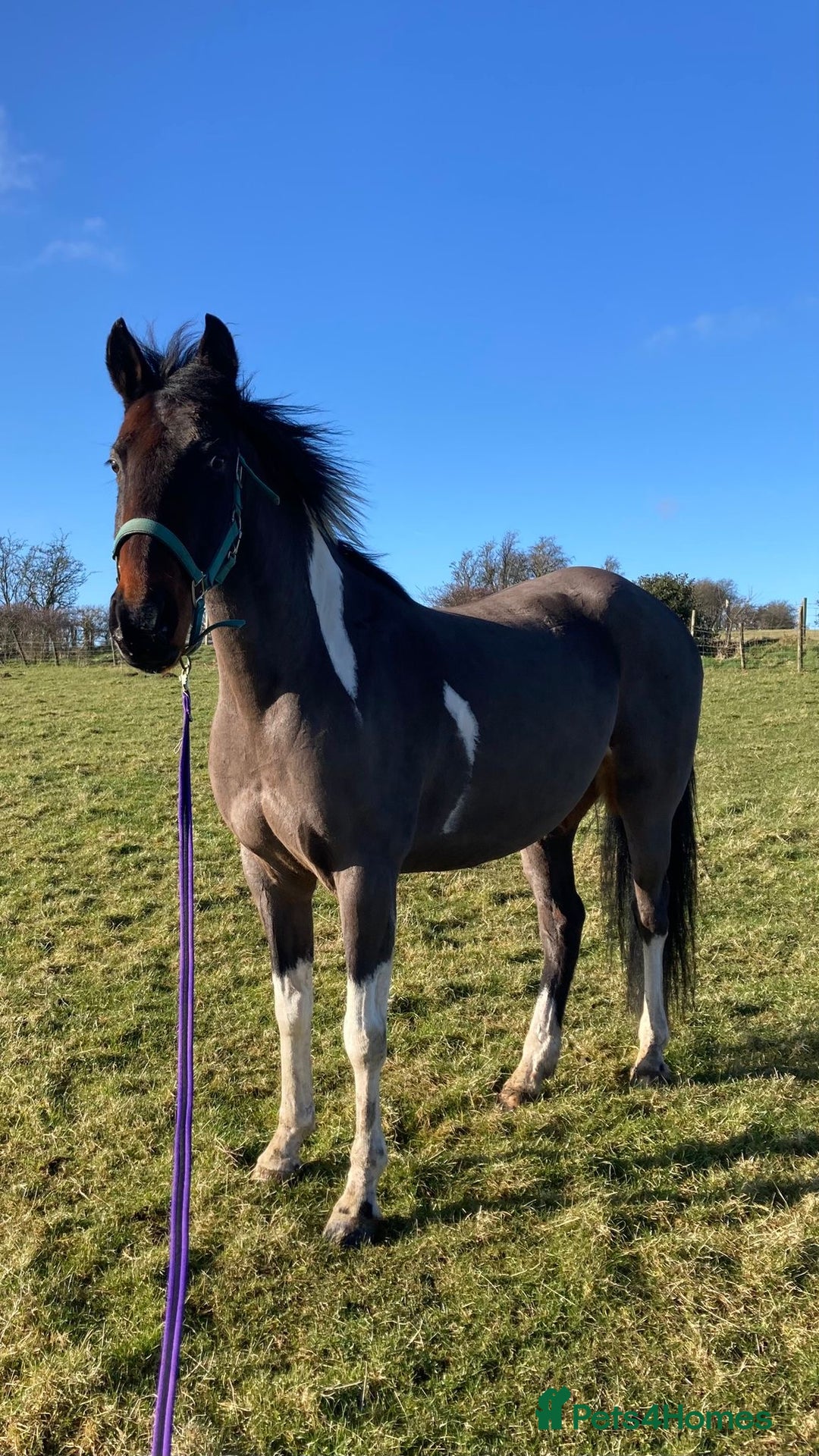 Other Breed horses for sale: Stunning Coloured Gelding - Advert 4