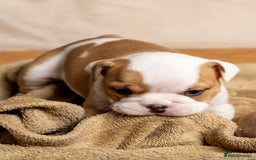 English Bulldog dogs for sale: Beautiful British Bulldog’s  - Image 8