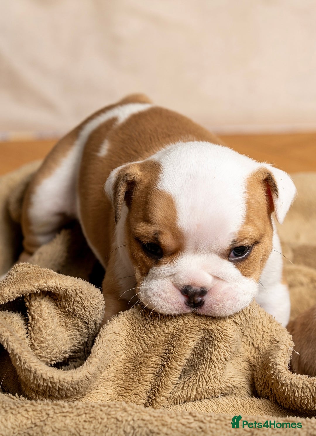 English Bulldog dogs for sale: Beautiful British Bulldog’s  - Image 8