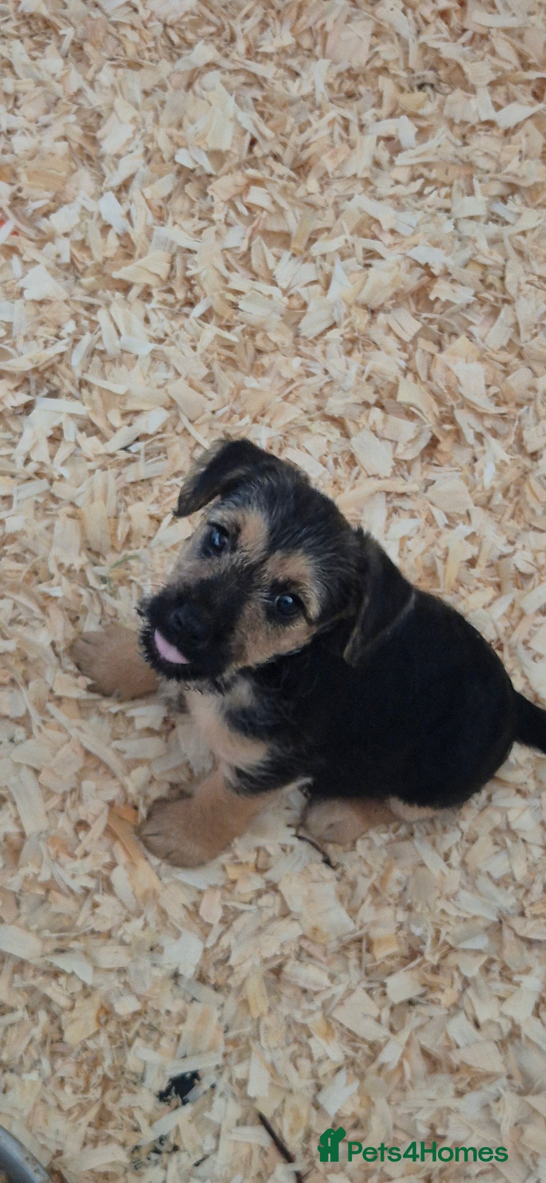 Patterdale Terrier dogs for sale: Patterdale x lakeland pups  - Image 5