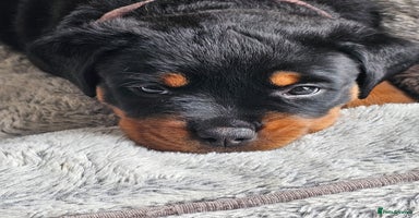 Rottweiler dogs - Advert 11
