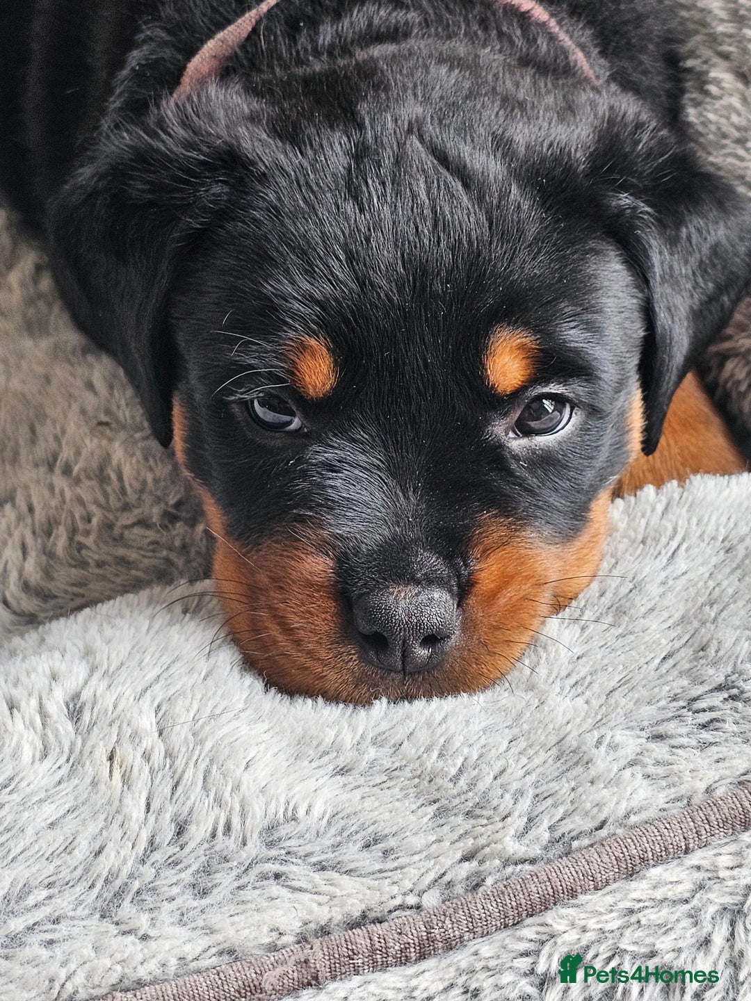 Rottweiler dogs for sale: Pure breed Rottweiler  - Image 6