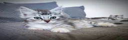 Siberian cats for sale: 🐾 Stunning Siberian cross Maine Coon Kittens 🐾 - Advert 14