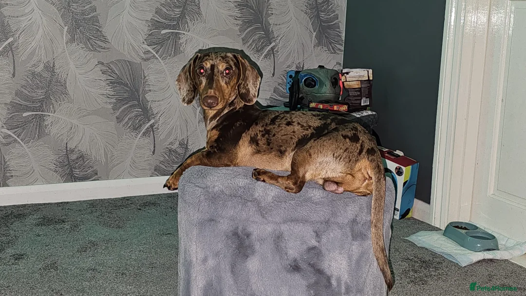 Dachshund dogs for stud: KC registered dapple  - Advert 1