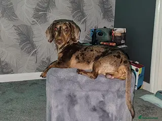 Dachshund dogs KC registered dapple - Advert 2