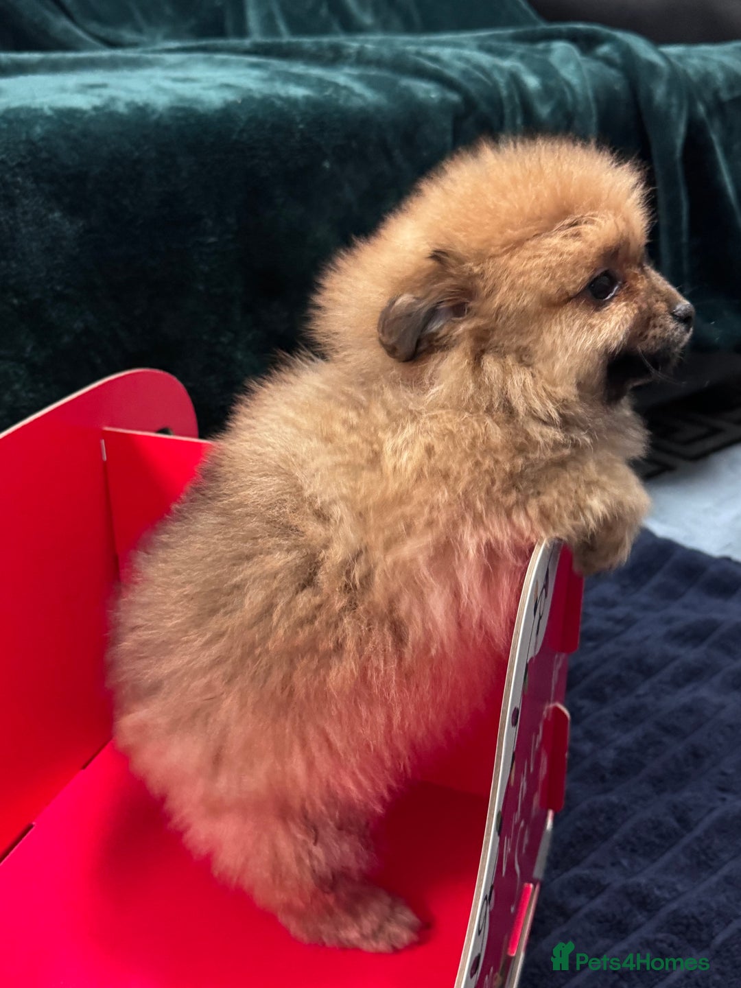 Pomeranian dogs for sale: FLUFFY POMERANIAN FOR SALE 🥰 - Advert 4