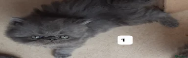 Persian Kitten 1