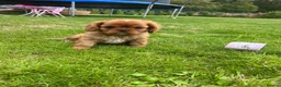 Cavalier King Charles Spaniel dogs for sale: We have two deep red Cavaliers available - Advert 5