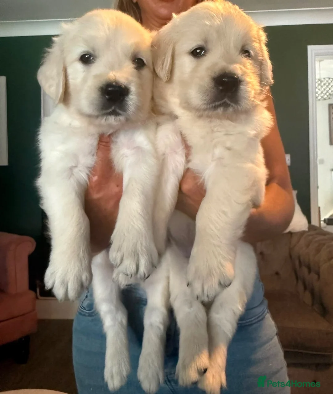 Golden Retriever dogs for sale: 9 exceptional Golden retriever  - Advert 2