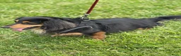 Dachshund dogs for sale: Denz 💙 Beautiful Long-Haired Dachshund in Dudley - Advert 3