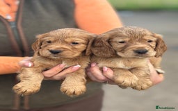 Cocker Spaniel dogs for sale: Kc reg Golden working cocker spaniel puppies  - Advert 3