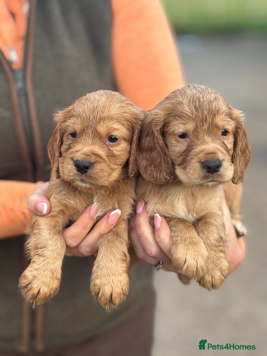Cocker Spaniel dogs for sale: Kc reg Golden working cocker spaniel puppies  - Advert 3