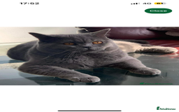 British Shorthair cats for sale: British shorthair kittens  - Image 4