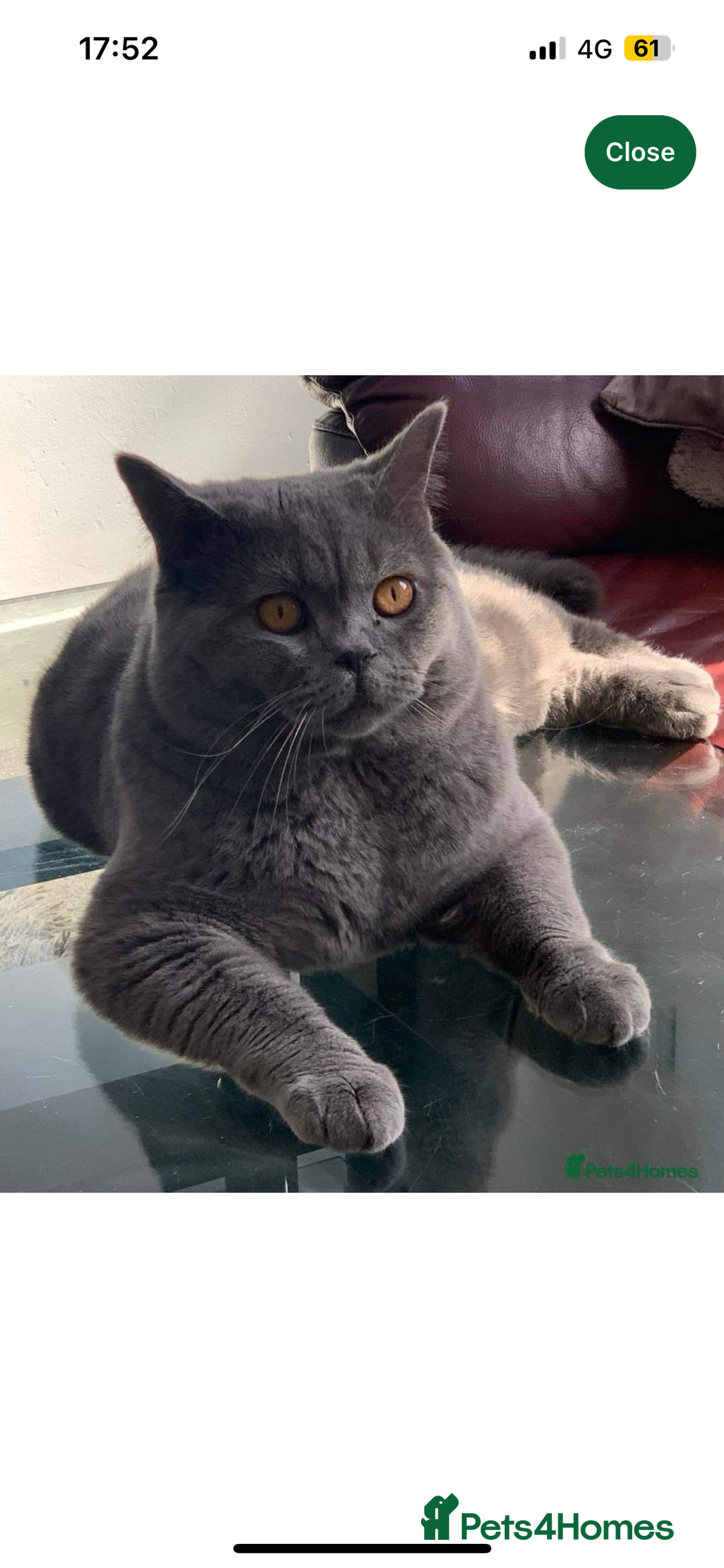 British Shorthair cats for sale: British shorthair kittens  - Image 4