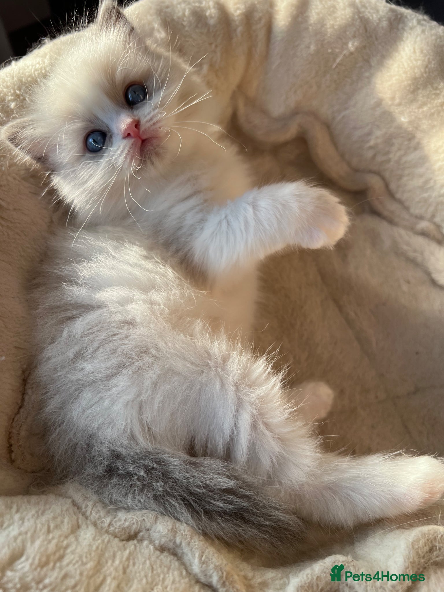Ragdoll cats Outstanding Tica registered ragdoll kitten  - Advert 1