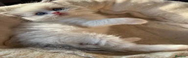Ragdoll Kitten 1