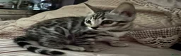 Bengal cats for sale: Two beautiful Bengal Girls  - Advert 2