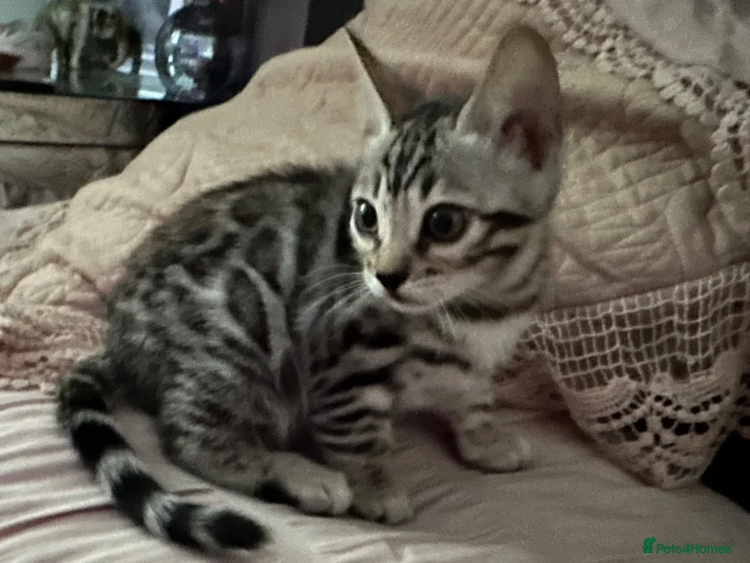 Bengal cats for sale: Two beautiful Bengal Girls  - Advert 2
