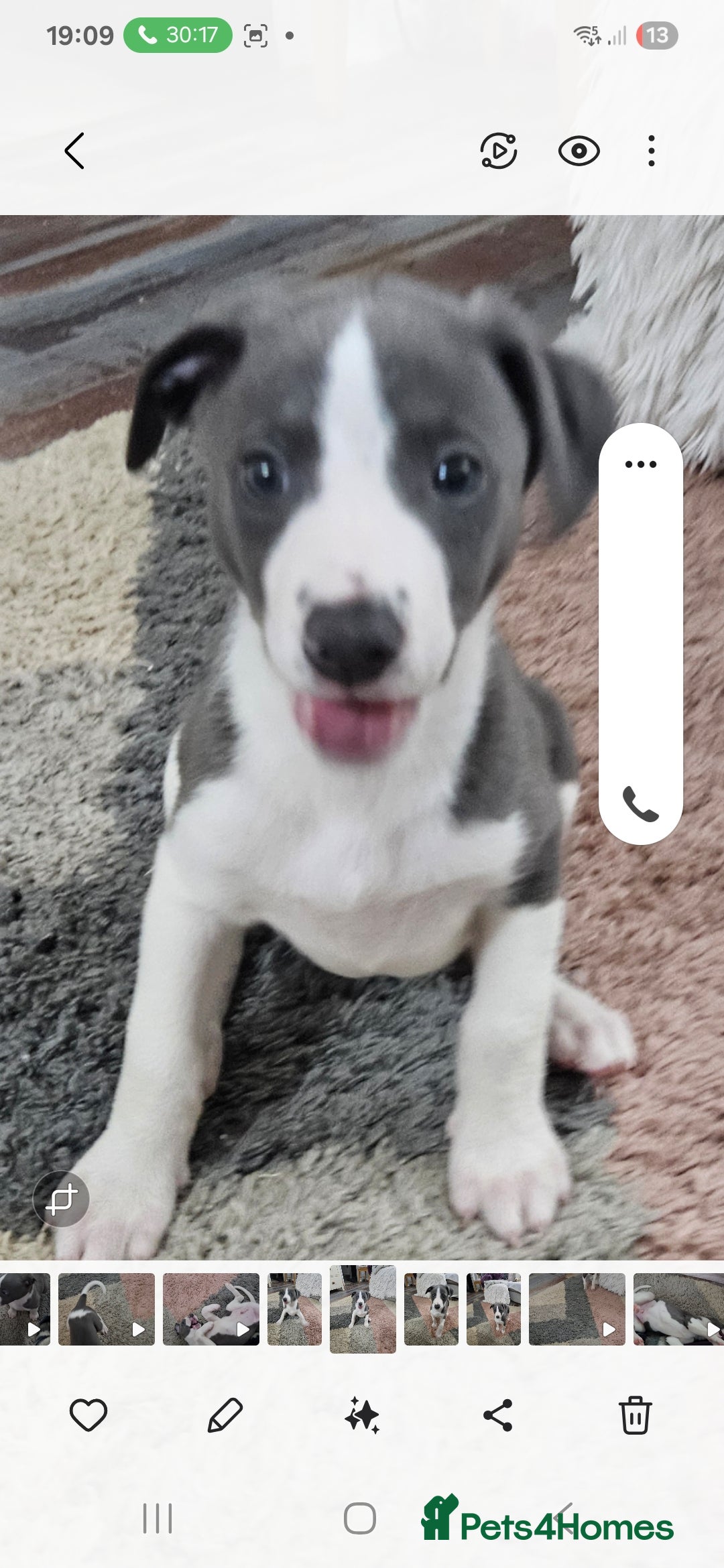 Whippet dogs for sale: KENNEL CLUB WHIPPETS  - Advert 10