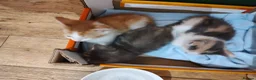British Shorthair cats for sale: Five stunning kittens available immediately  - Advert 6
