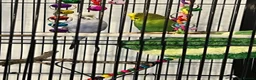 Budgerigars birds for sale: 2male Budgerigar  in Saint Helens - Advert 14