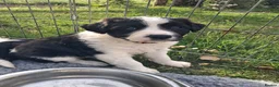 Mixed Breed dogs for sale: Lovely Sprollie Puppies  - Advert 2