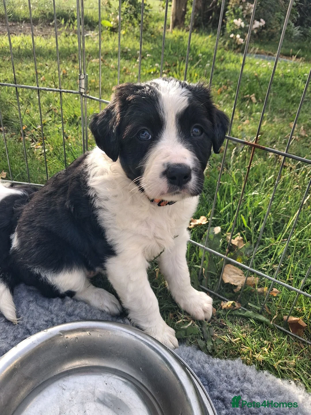 Mixed Breed dogs for sale: Lovely Sprollie Puppies  - Advert 2