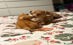 Mixed Breed cats for sale: Beautiful kittens  - Image 4
