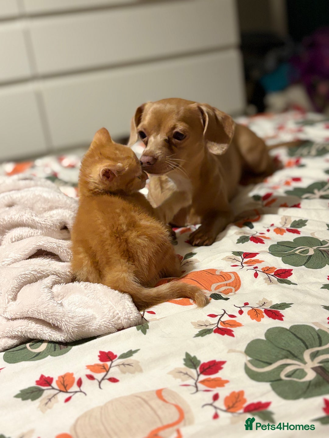 Mixed Breed cats for sale: Beautiful kittens  - Image 4