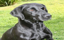 Labrador Retriever dogs for sale: FTCH FENDAWOOD PUPS FOR SALE - Image 4