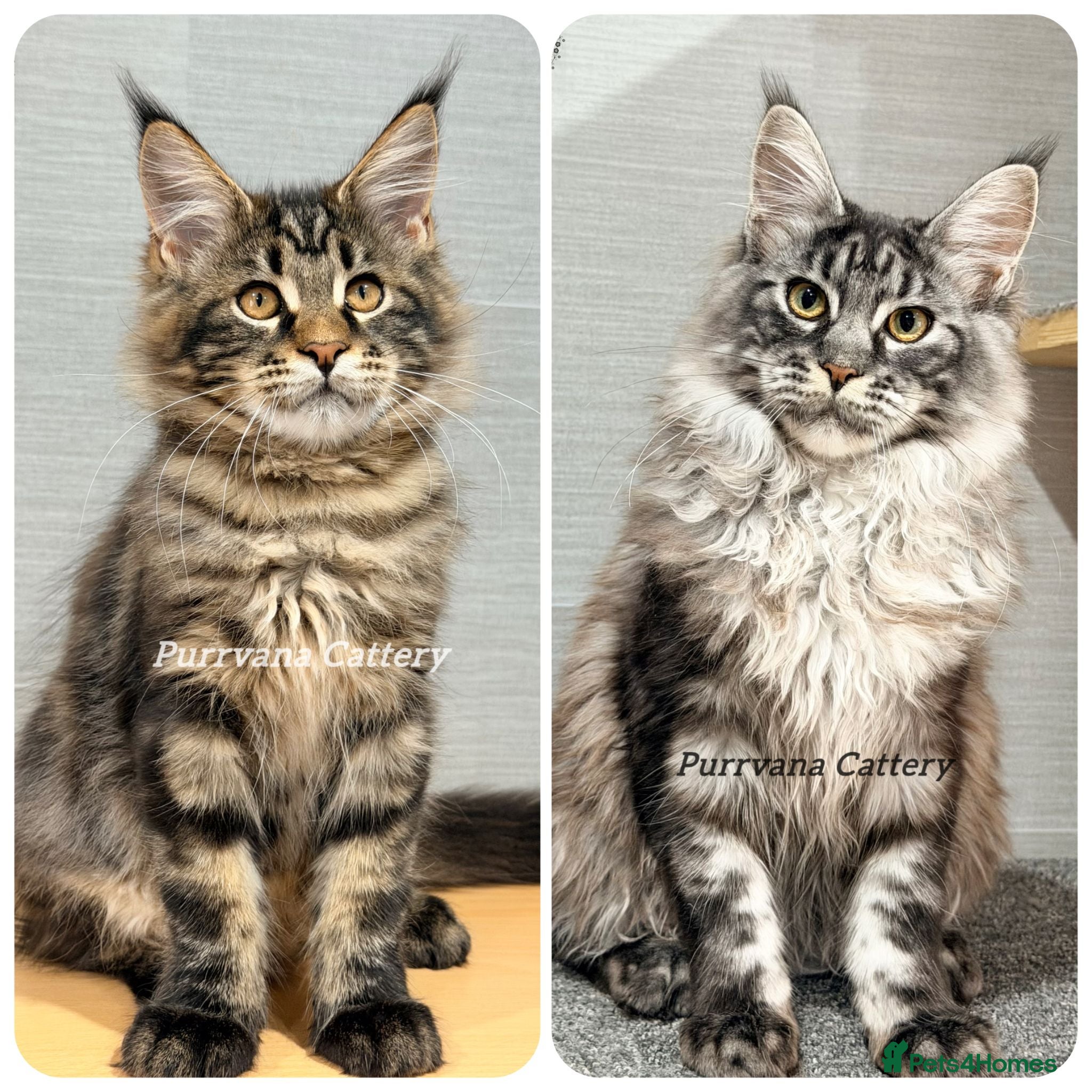 Maine Coon cats TICA registered Maine coon kittens READY NOW - Advert 1