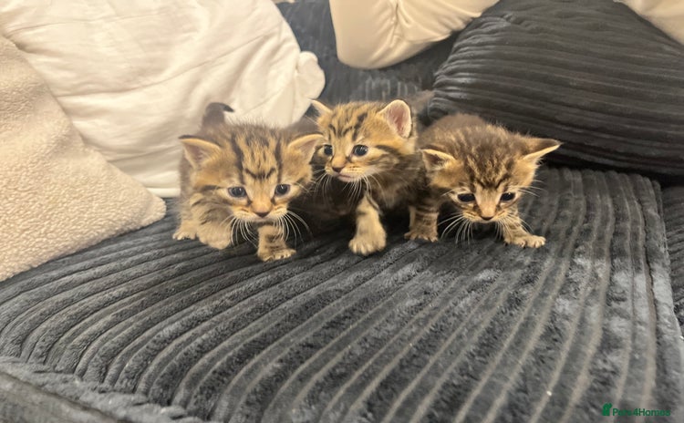 Mixed Breed cats - Advert 1