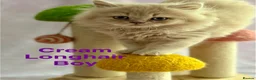 British Shorthair cats for sale: Registered Pedigree British Shorthair & Longhair  in Stafford - Advert 22