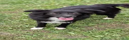 Mixed Breed dogs for adoption: Nala for adoption in Leigh-on-Sea - Advert 9