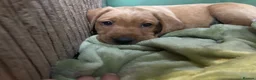 Labrador Retriever dogs for sale: Stunning Labrador puppies for sale - Advert 5